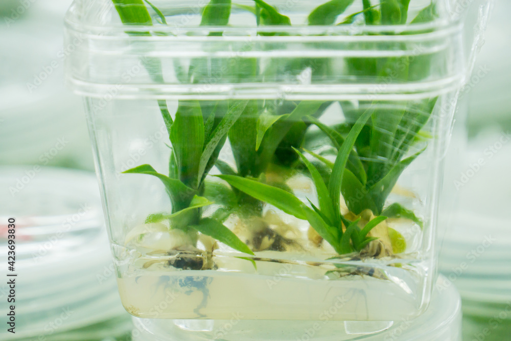 Plant tissue culture science research laboratory grown green plant in