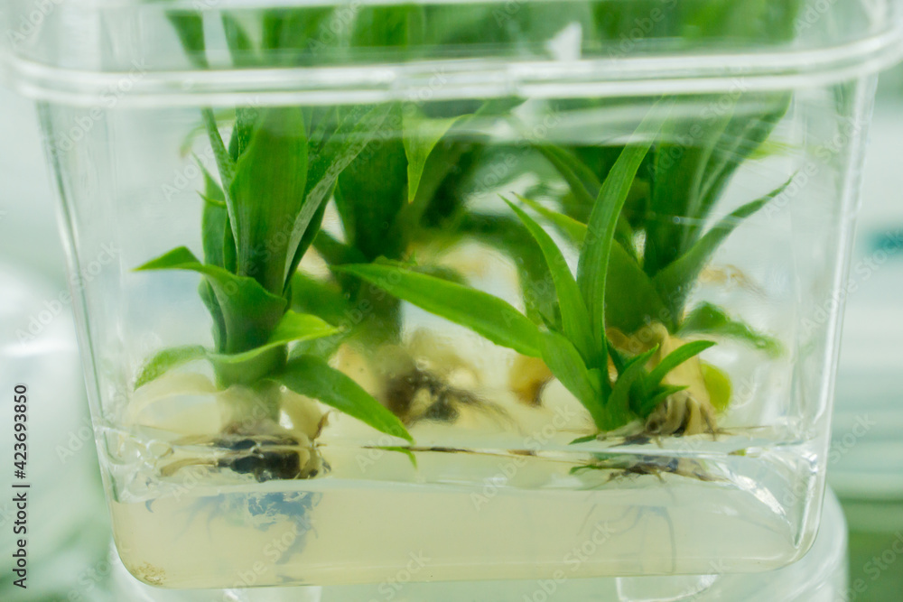 Plant tissue culture science research laboratory grown green plant in