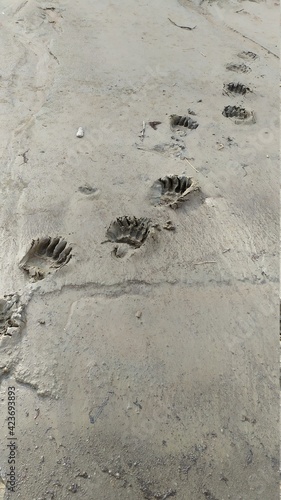 bear footprints in the sand