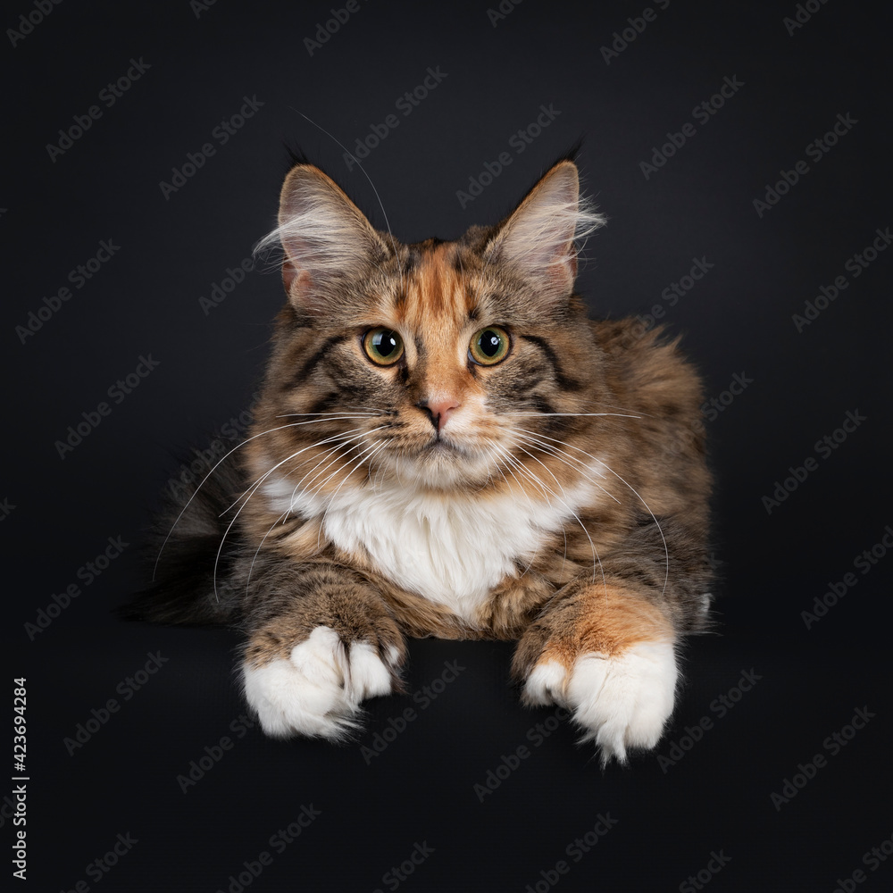 Hollywood Orientalsk i tilfælde af Young polydactyl tortie Maine Coon cat kitten, laying down facing front on  edge. Front paws over dge showing the extra toes. Looking towards camera.  Isolated on black background. Stock Photo | Adobe