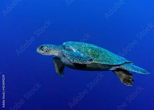 Green sea turtle (Chelonia mydas) at Darwin Island of Galapagos