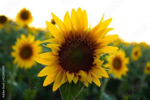 Fototapeta Naklejka Na Ścianę i Meble -  Sunflower face at sunset in the field