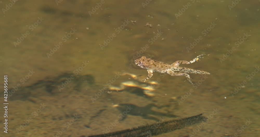 Young yellow-bellied toad (Bombina variegata) still with the tail in the forest puddle Young yellow-bellied toad (Bombina variegata) still with the tail in the forest puddle