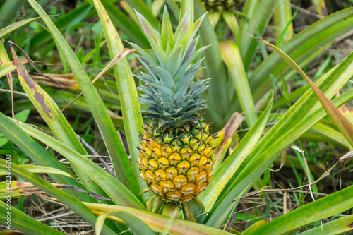 this pic show the pineapple fruit in the garden, it's a tropical fruit
