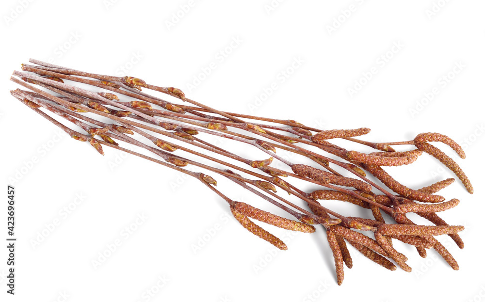 Obraz premium A Bunch of Birch Tree (Betula Pendula) Twigs with Medicinal Buds and Catkins. Also known as Silver Birch, Warty Birch, European White or East Asian White Birch. Isolated on White.