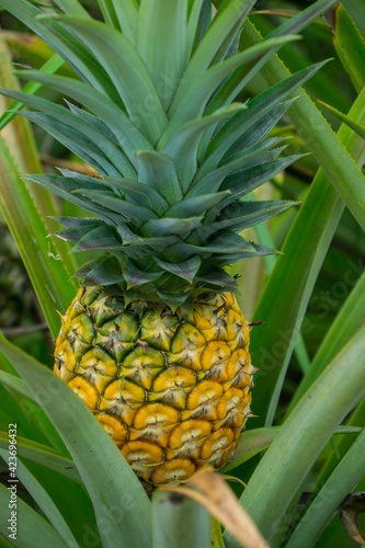 this pic show the pineapple fruit in the garden, it's a tropical fruit