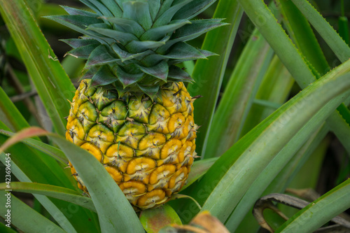 this pic show the pineapple fruit in the garden, it's a tropical fruit