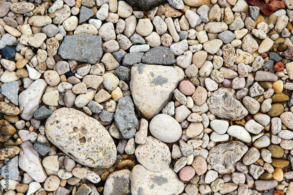 Seashell stones of different sizes on the ground. Top view Seashell stones of different sizes on the ground. Top view