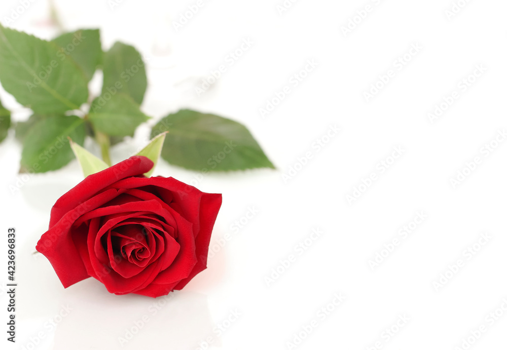 Fototapeta premium A scarlet rose lies on a white background.