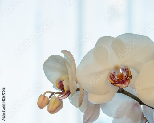 flower of a white orchid in a blue glow