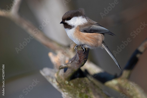 Siberian tit on a tree branch photo