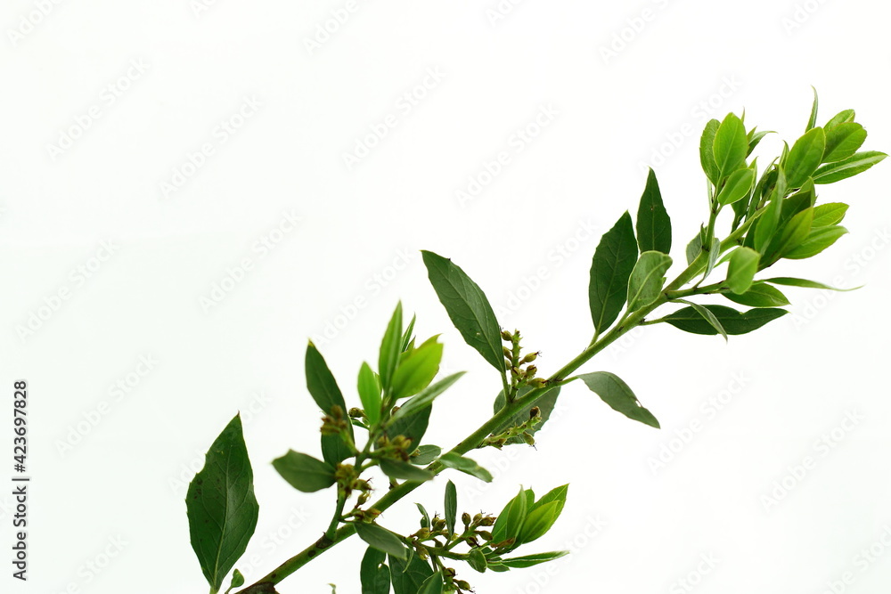 Green spring leaf, fresh tree branch, spring garden flora, isolated on white Green spring leaf, fresh tree branch, spring garden flora, isolated on white