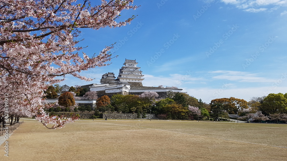 Cherry Blossom in Himejijo, Japan