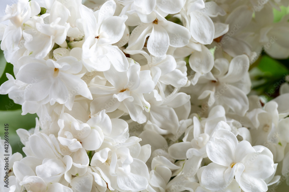 Close-up of flowering lilac. Beautiful white lilac flowers, spring background. Close-up of flowering lilac. Beautiful white lilac flowers, spring background.