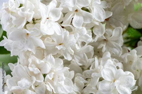 Close-up of flowering lilac. Beautiful white lilac flowers, spring background.