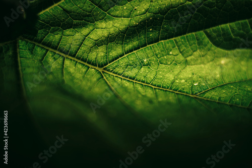 Beautiful green texture background. Cropped shot of green leaf textured. Abstract nature pattrn for design. photo