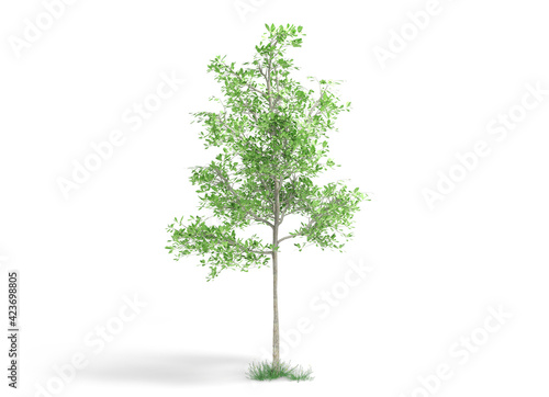 Young beautiful tree isolated on white background. 3d illustration