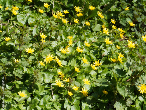 Tapis dense et rampant de Ficaria ranunculoides  ou Ficaire fausse-renoncule photo