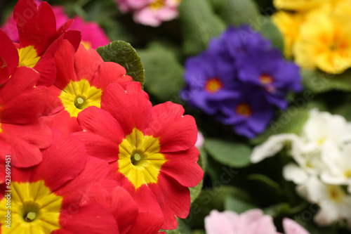 Beautiful primula (primrose) plant with red flowers on blurred background, space for text. Spring blossom © New Africa