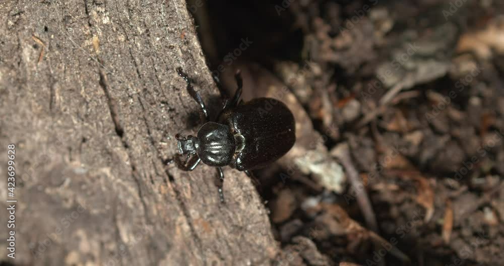 The close-up of Osmoderma eremita, the hermit beetle or Russian leather beetle The close-up of Osmoderma eremita, the hermit beetle or Russian leather beetle