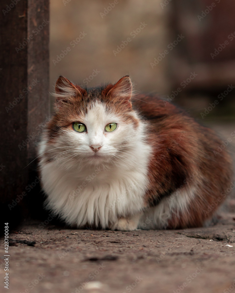 beautiful cat portrait. close-up animal beautiful cat portrait. close-up animal