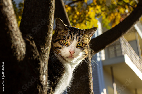 A street cat sits on a tree