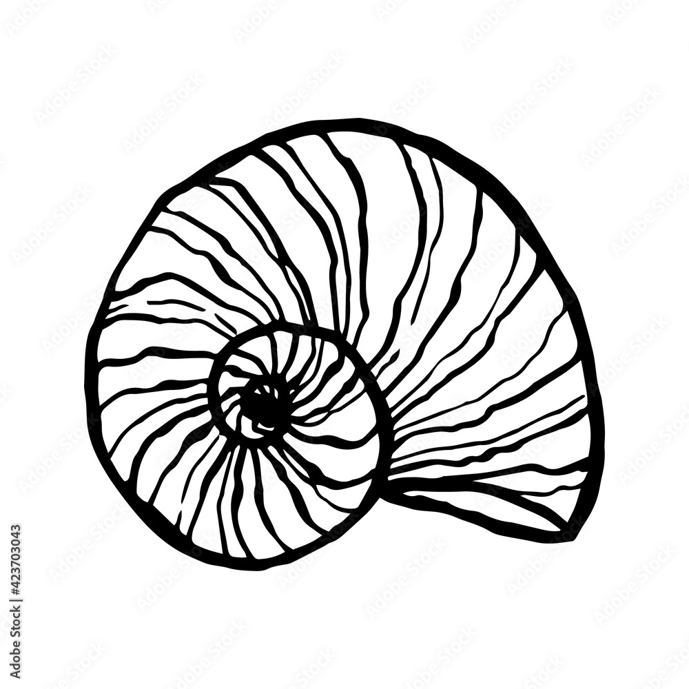 Seashell, ocean nature underwater vector. Hand-drawn marine print Seashell, ocean nature underwater vector. Hand-drawn marine print