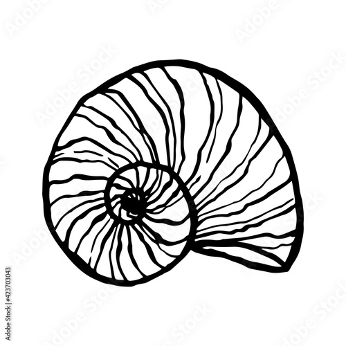 Seashell, ocean nature underwater vector. Hand-drawn marine print