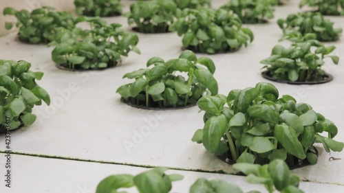 Growing basill and herbs in hydroponic system, seed pods made of rock wool. Vegan and healthy eating concept. Sprouted seeds, micro greens photo