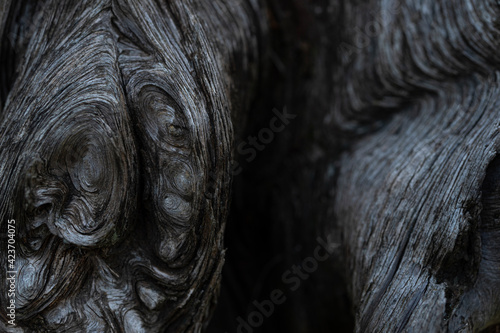 close up of a head of a tree