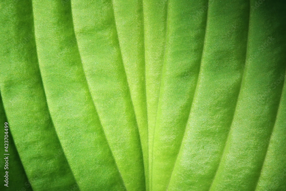 Green leaf with a velvety texture closeup Green leaf with a velvety texture closeup