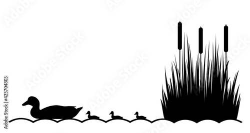 Duck with ducklings on the lake. Vector illustration. photo