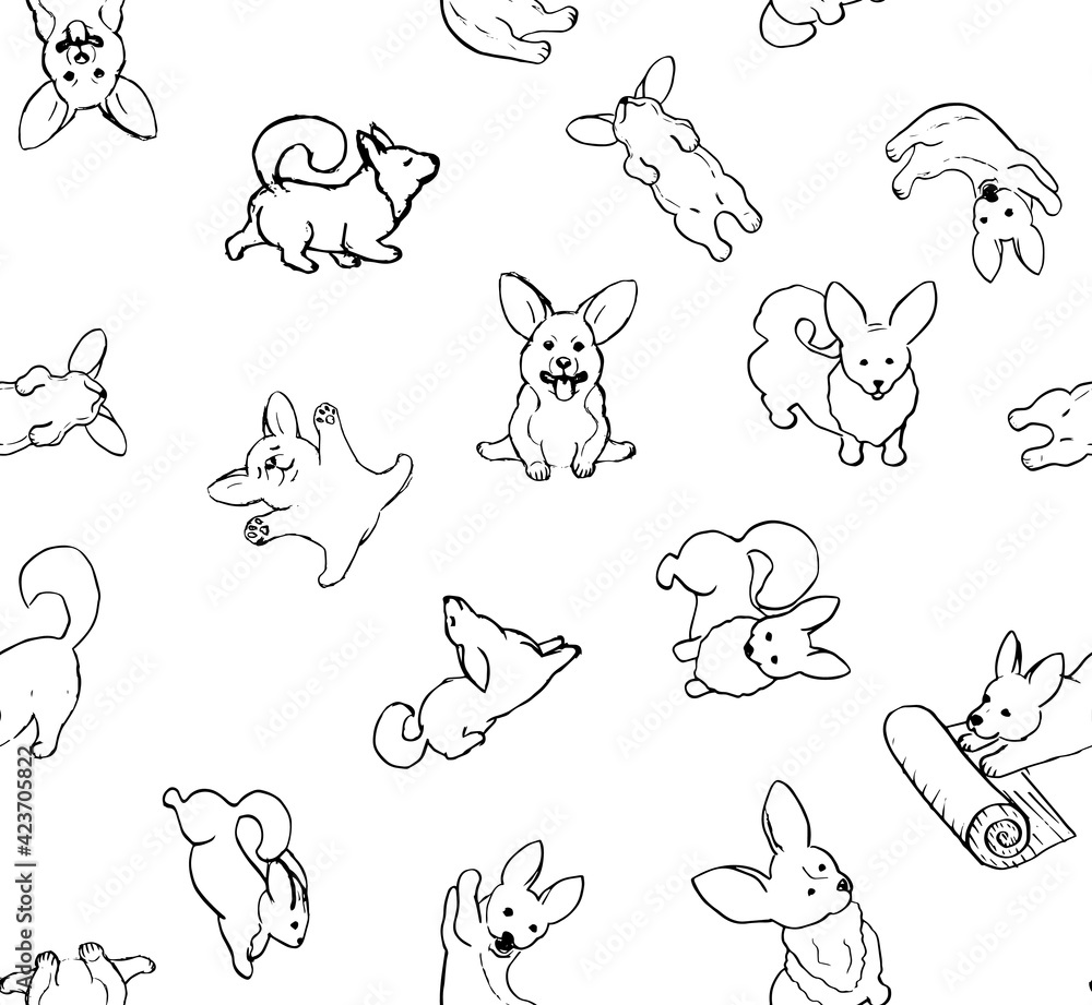 funny and cute corgi puppies funny and cute corgi puppies
