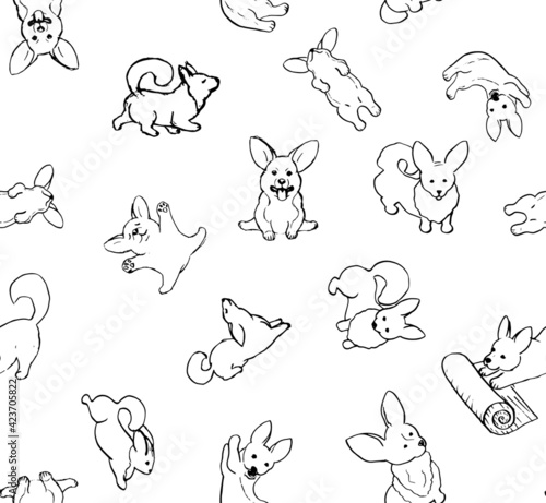 funny and cute corgi puppies