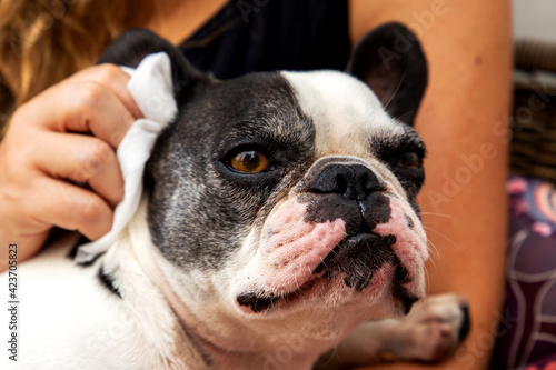 Woman's hand cleaning her French bulldog puppy's ear