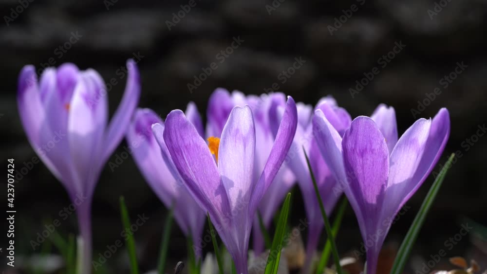 Bright, delicate spring purple crocuses in the garden on an early sunny morning. Bright, delicate spring purple crocuses in the garden on an early sunny morning.