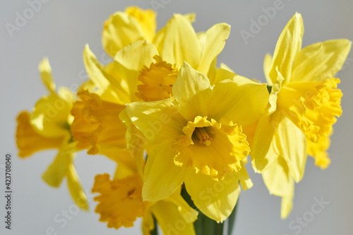 Bouquet of yellow daffodil flowers in the sunlight on window