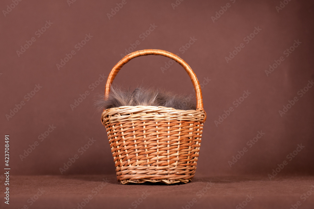 Something fluffy hid in the basket and sits in the Inside Something fluffy hid in the basket and sits in the Inside