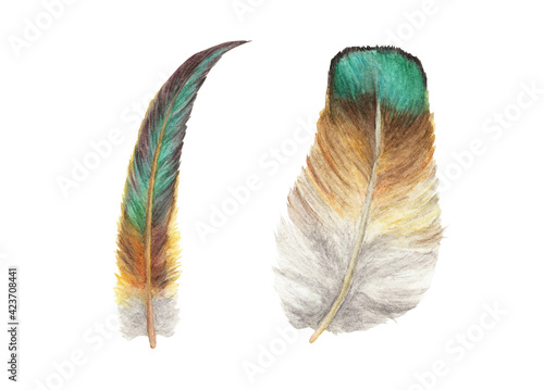 Vibrant feather set. Bird feather isolated on white background. Boho style wings. Watercolor illustration.