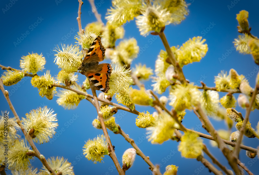 Spring - An insect a butterfly sits on a flowering pussy-willow plant and collects nectar in the Amöneburger Becken nature reserve near Marburg in Germany. On a sunny day. Spring - An insect a butterfly sits on a flowering pussy-willow plant and collects nectar in the Amöneburger Becken nature reserve near Marburg in Germany. On a sunny day.