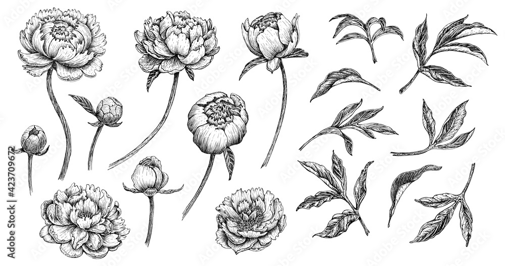 Set of hand drawn flower peony, line-art on white background