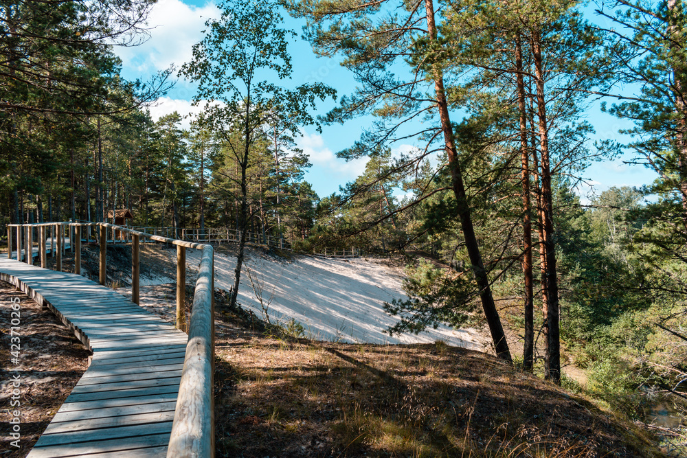 Wooden pathway by the White Dune in Purciems, Latvia during sunny summer day surrounded by green forest