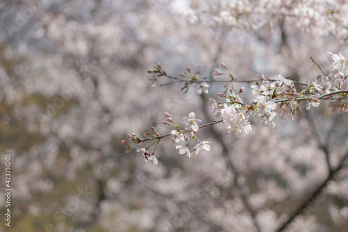 暖かい日差しを浴びる桜