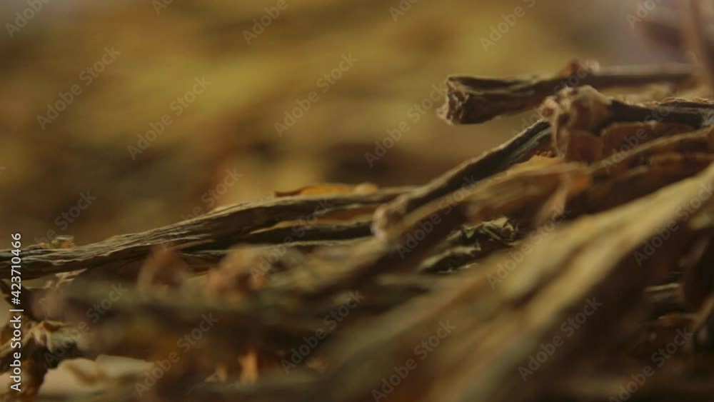 A pile of tobacco dry leaves A pile of tobacco dry leaves