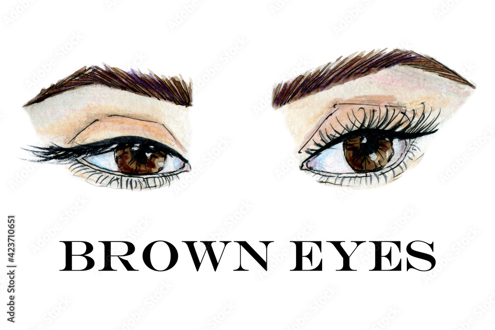 Brown eyes with brows hand drawn watercolor clip art on white background Brown eyes with brows hand drawn watercolor clip art on white background