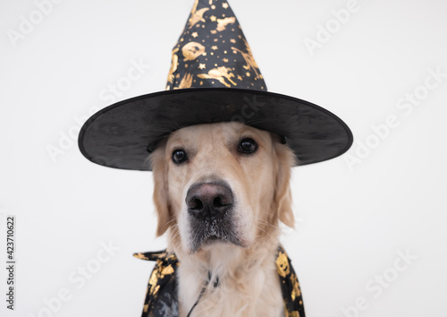 Happy dog in a witch costume sits on a white background. Golden retriever for carnival, halloween.