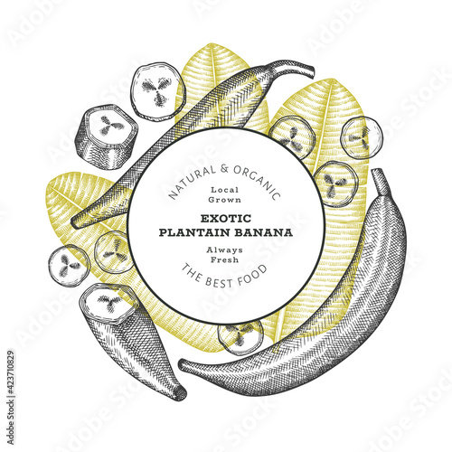Hand drawn sketch style plantain banner. Organic fresh fruit vector illustration. Retro exotic banana fruit design template