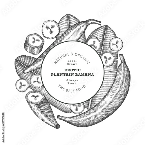Hand drawn sketch style plantain banner. Organic fresh fruit vector illustration. Retro exotic banana fruit design template
