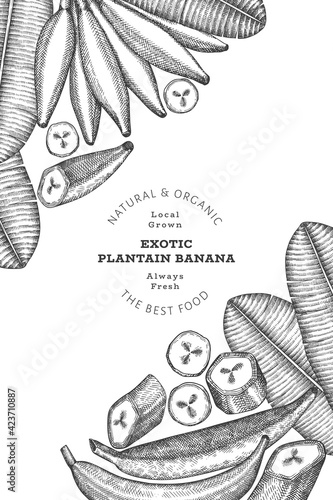 Hand drawn sketch style plantain banner. Organic fresh fruit vector illustration. Retro exotic banana fruit design template
