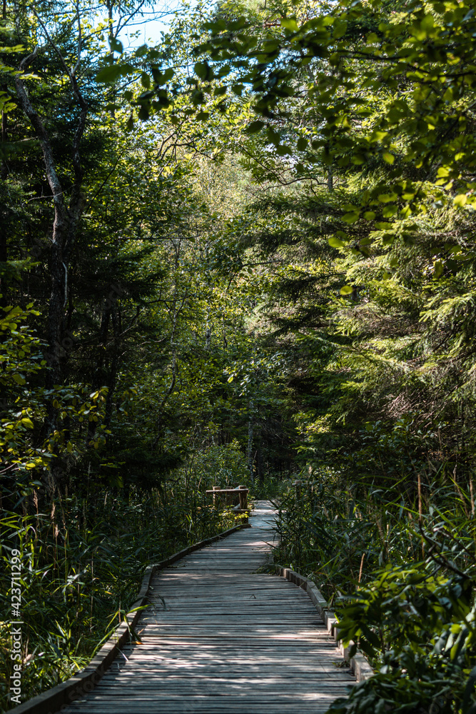 Wooden walkway in the Slitere national park during sunny summer day in the middle of green forest Wooden walkway in the Slitere national park during sunny summer day in the middle of green forest